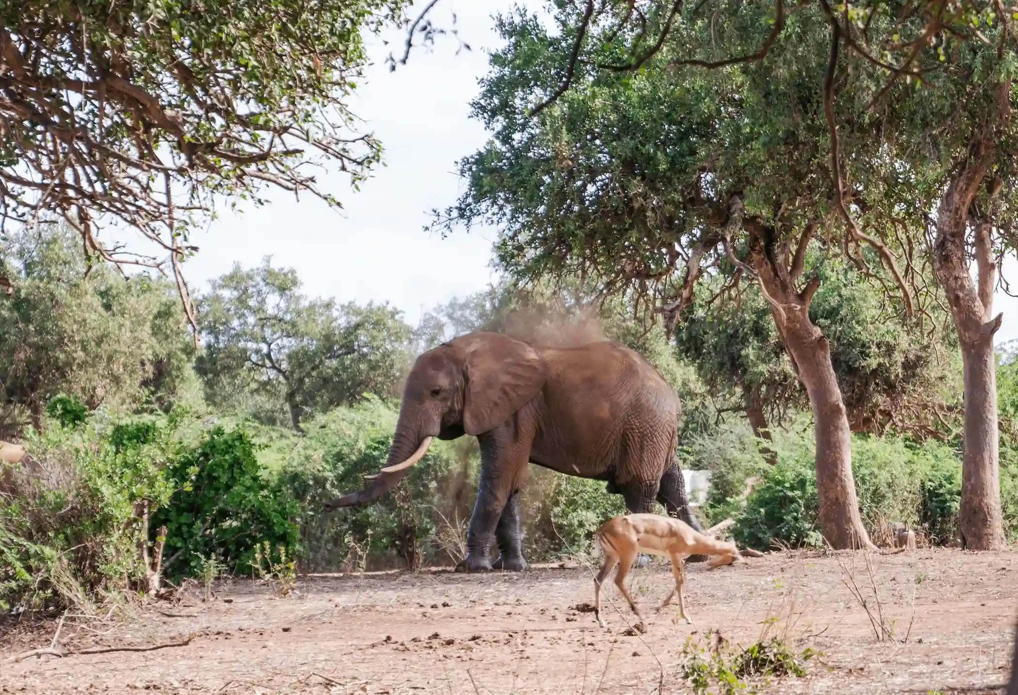 Senioren-Retreat in der Natur: Ein Elefant und eine Gazelle in einer weiten Savannenlandschaft während einer Safari.