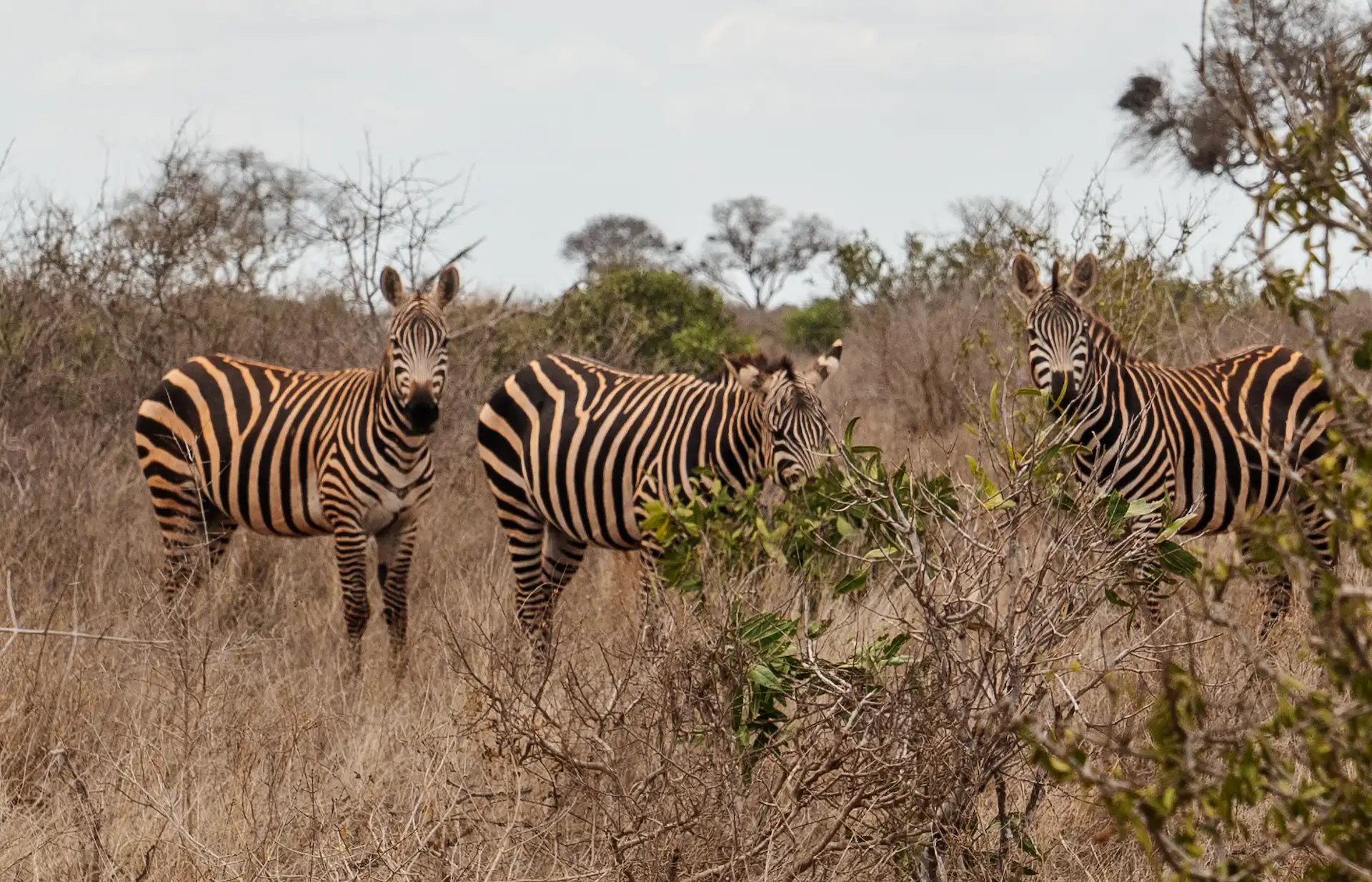 Drei Zebras stehen in der trockenen Savanne zwischen Sträuchern und blicken teilweise in die Kamera.
